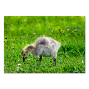 Numeração De Mesa Canadá Goose Gosling