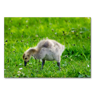 Numeração De Mesa Canadá Goose Gosling