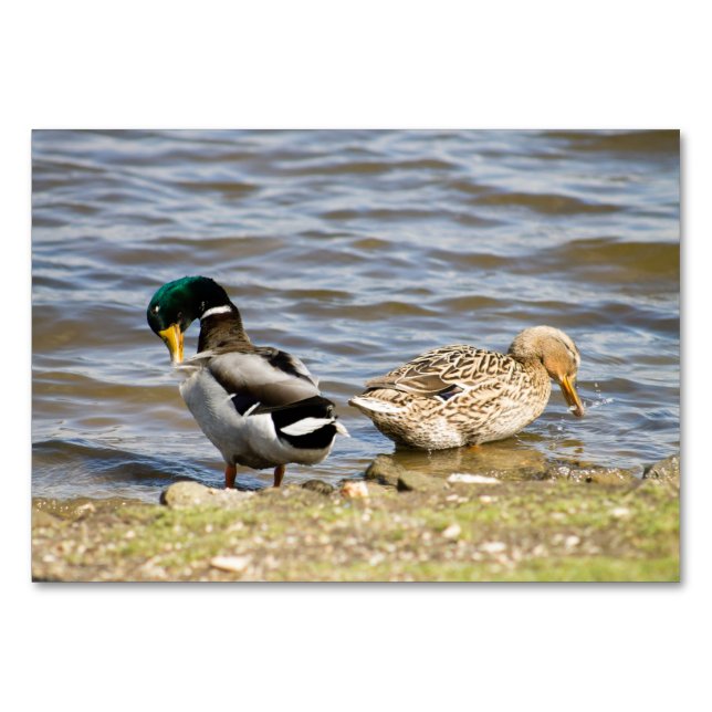 Numeração De Mesa Casal Mallard Duck (Frente)