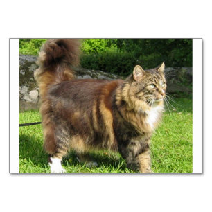 Numeração De Mesa cheio de gato florestal norueguês.png