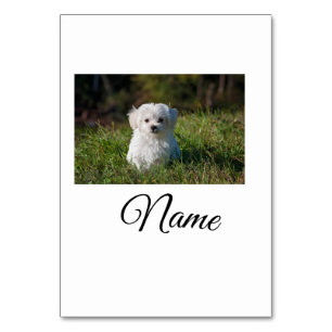 Numeração De Mesa Cobertor personalizado com foto de animal colorido