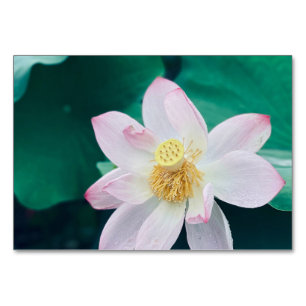 Numeração De Mesa Flor de Lotus