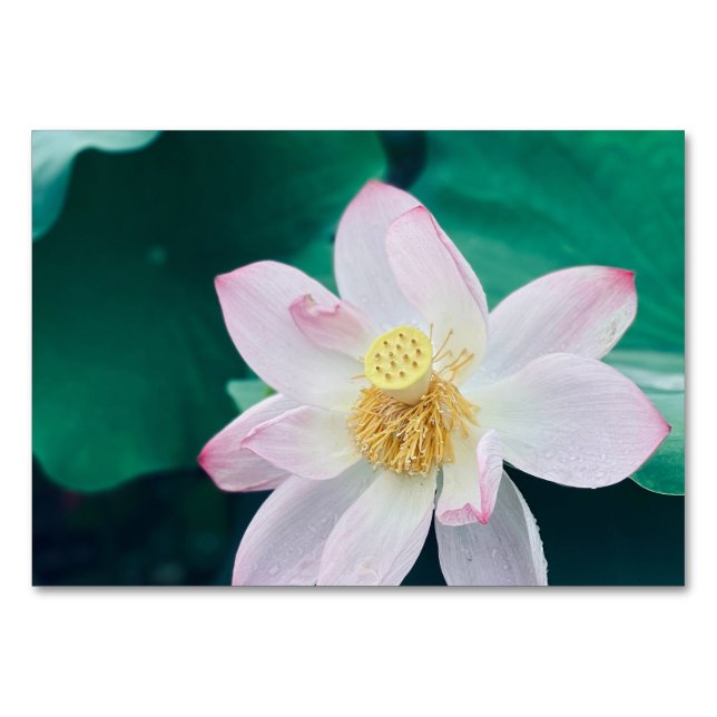 Numeração De Mesa Flor de Lotus (Frente)