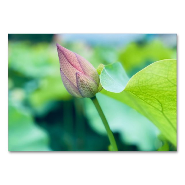 Numeração De Mesa Flor de Lotus (Frente)