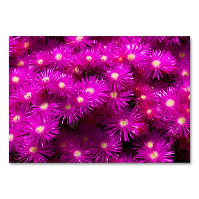 Numeração De Mesa Flores de Aster Rosa (Frente)