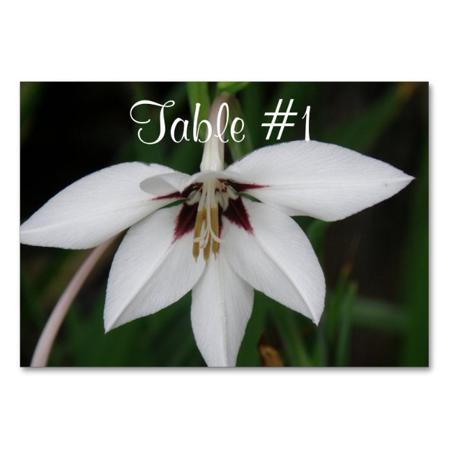 Numeração De Mesa Flores Orquídeas (Frente)