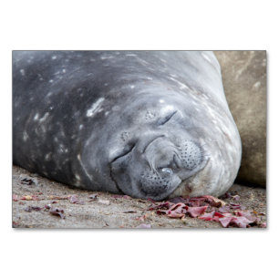 Numeração De Mesa Foca-elefante que dorme