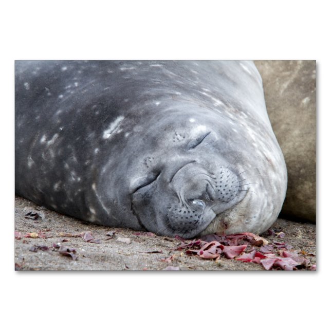 Numeração De Mesa Foca-elefante que dorme (Verso)