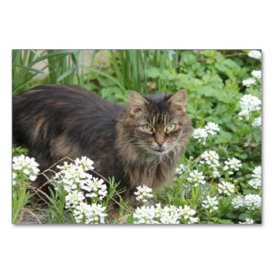 Numeração De Mesa Gato Doméstico de Cabelo Longo