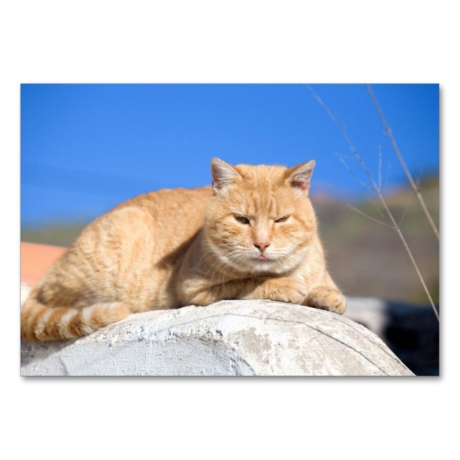 Numeração De Mesa Gato preguiçoso (Verso)