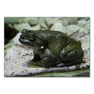 Numeração De Mesa Incilius alvarius