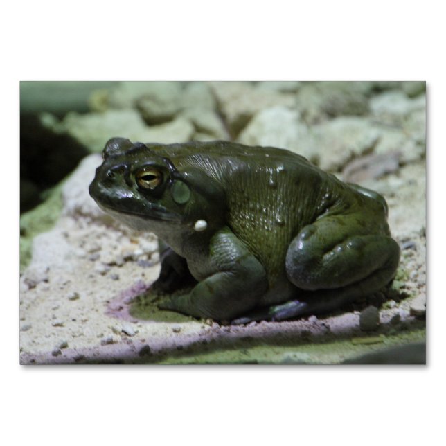 Numeração De Mesa Incilius alvarius (Frente)