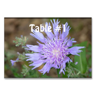 Numeração De Mesa Lavanda bonito Scabiosa
