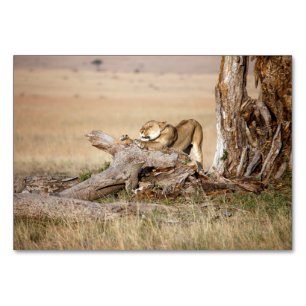 Numeração De Mesa Lioness alongando