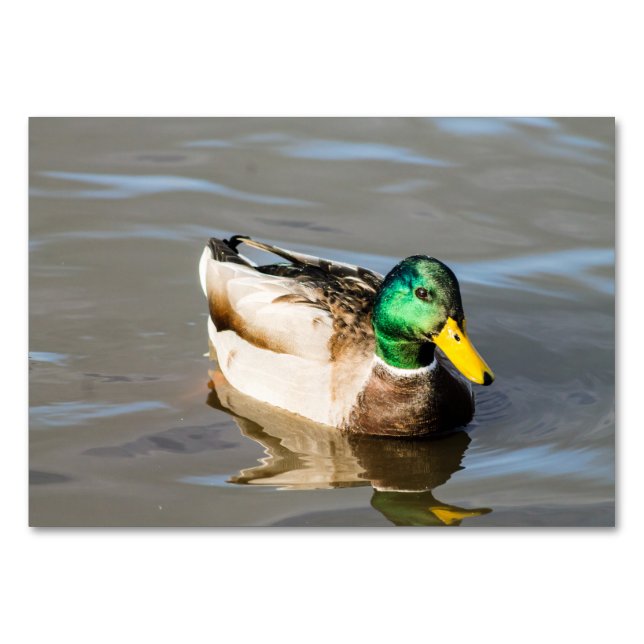 Numeração De Mesa Mallard Drake (Frente)