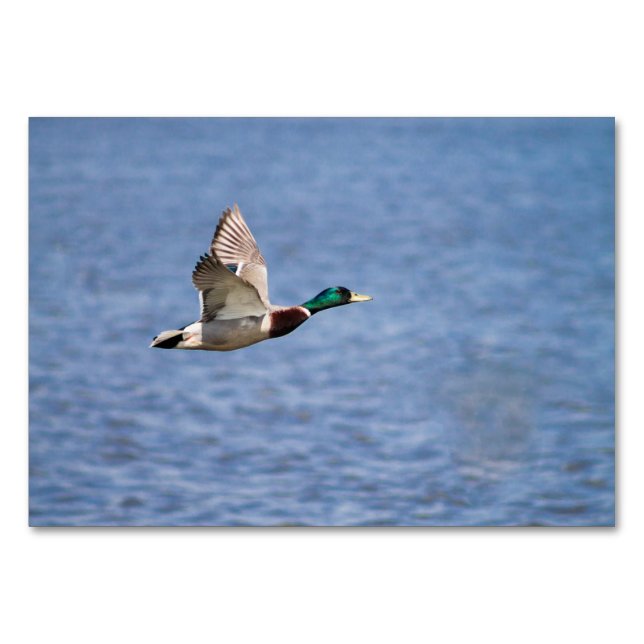 Numeração De Mesa Mallard Duck (Frente)