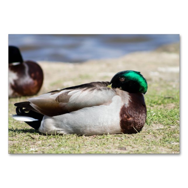 Numeração De Mesa Mallard Duck (Frente)
