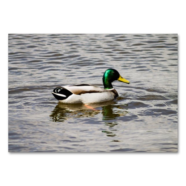 Numeração De Mesa Mallard Duck (Frente)