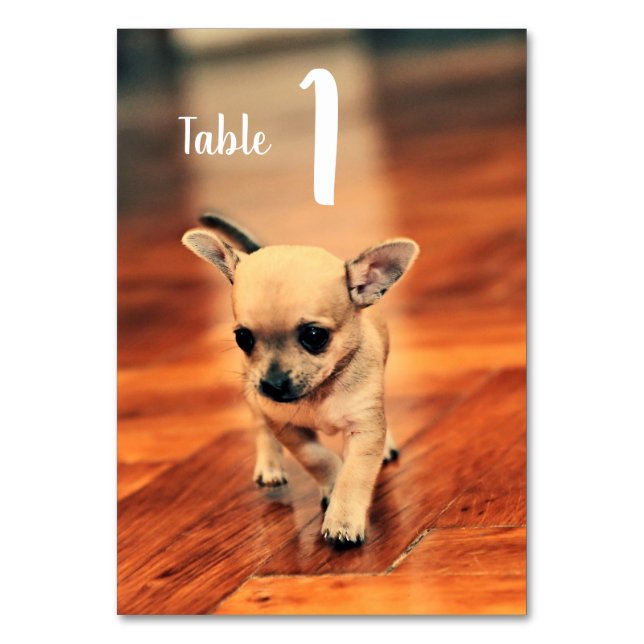 Numeração De Mesa Números de Tabela de Fotos de Chihuahuas (Frente)