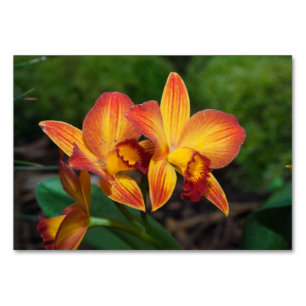 Numeração De Mesa Orquídea Laranja Gorda Amarelo Rhyncattleanthe