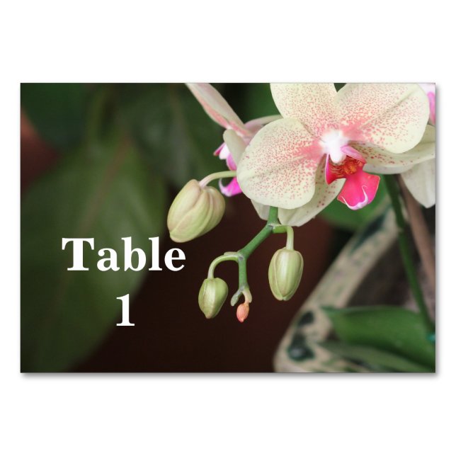 Numeração De Mesa Orquídeas (Frente)