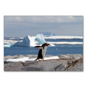 Numeração De Mesa Penguin in front of an ice arch