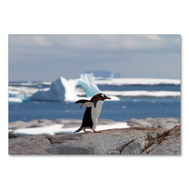 Numeração De Mesa Penguin in front of an ice arch (Verso)