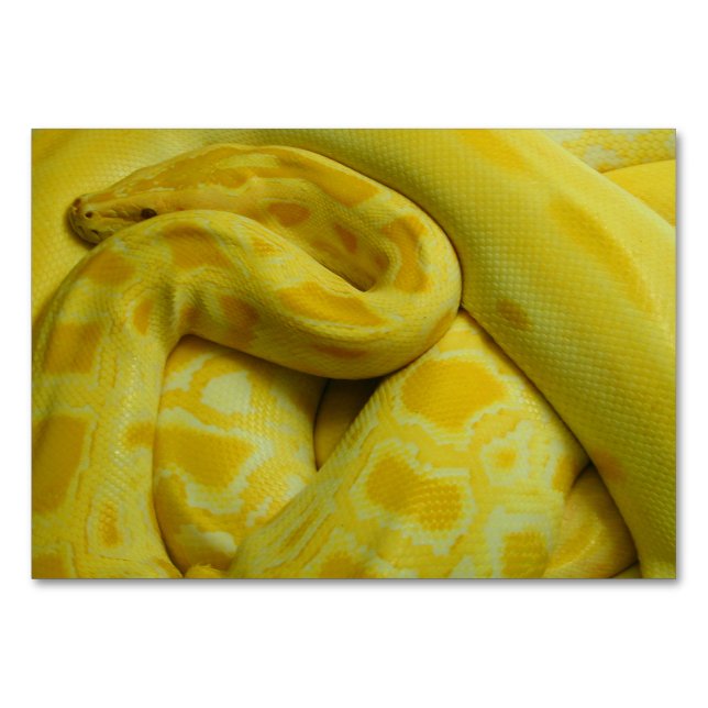 Numeração De Mesa Python Amarelo birmanês (Frente)