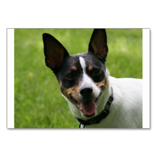 Numeração De Mesa rat terrier.png