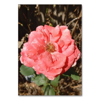 Numeração De Mesa Rosa rosa no jardim fecha