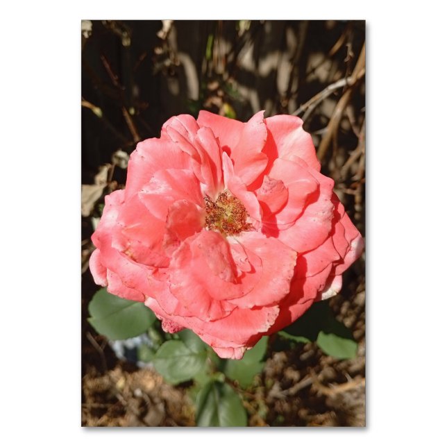 Numeração De Mesa Rosa rosa no jardim fecha (Frente)