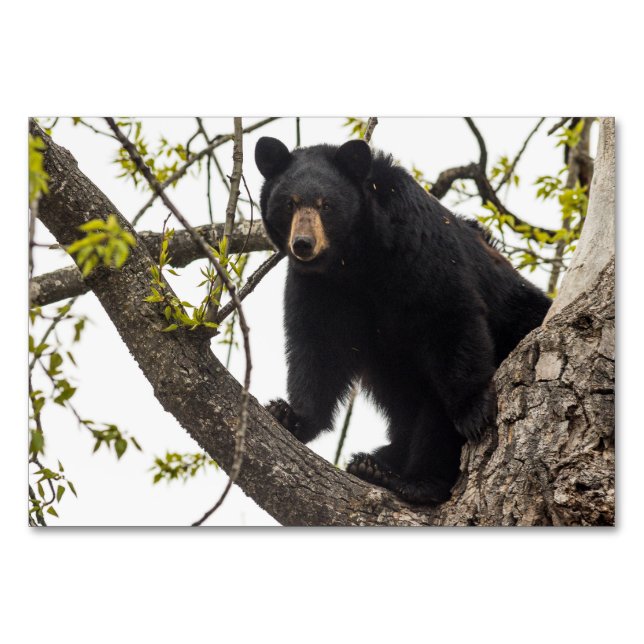 Numeração De Mesa Sobe Urso Negro (Frente)