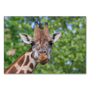 Numeração De Mesa Sweet Curios Giraffe