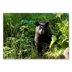 Numeração De Mesa Urso Preto Curioso