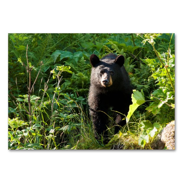 Numeração De Mesa Urso Preto Curioso (Frente)