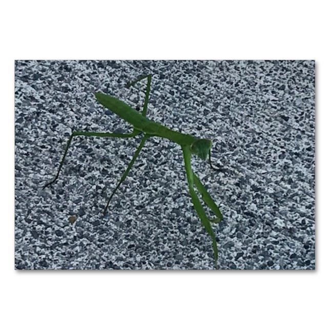 Numeração De Mesa Verbos, Rezando Mantis Andando, Leitura de Cartaze (Frente)