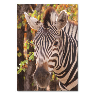 Numeração De Mesa Zebra em uma floresta mopani