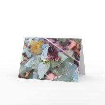 Nunca desistir do cartão de saudação da borboleta 