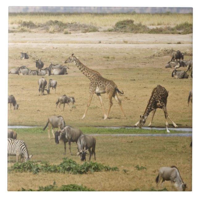 Ñus, Zebras e Girafas (Frente)