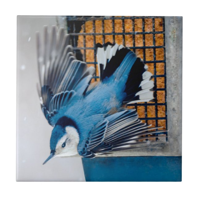 Nuthatch Branca em Neve - Foto original (Frente)