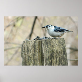 Nuthatch bravo com Poster de sementes