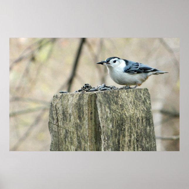Nuthatch bravo com Poster de sementes (Frente)