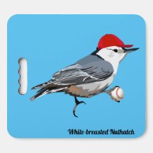 Nuthatch de peito branco