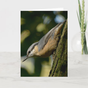 Nuthatch num cartão de árvore