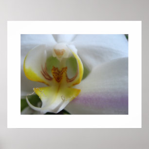 Nuvens brancas de orquídeas Impressão de Poster 