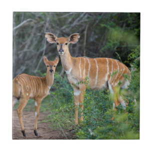 Nyala (Tragelaphus Angazii) com filhote, Ndumo