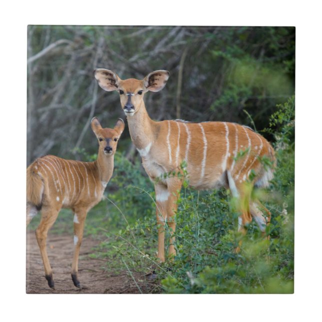 Nyala (Tragelaphus Angazii) com filhote, Ndumo (Frente)