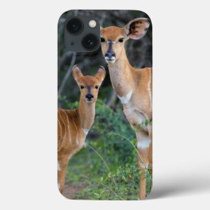 Nyala (Tragelaphus Angazii) com jovens, Ndumo