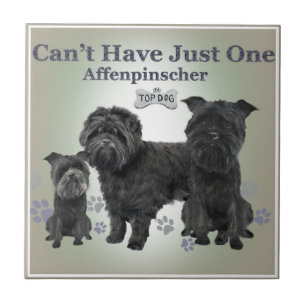 O Affenpinscher não pode ter apenas um telha