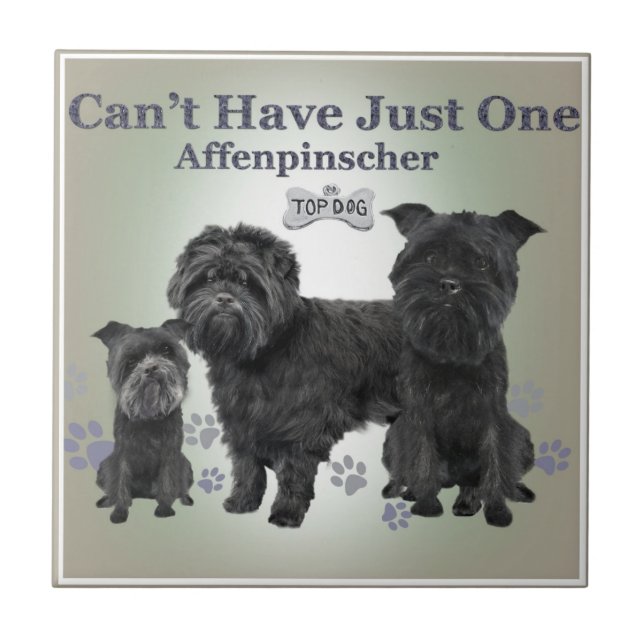 O Affenpinscher não pode ter apenas um telha (Frente)